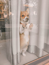 Portrait of dog looking through window