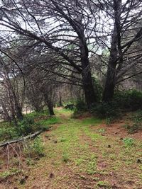 Trees in forest