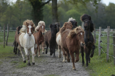 Horses in a field