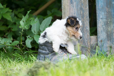 Close-up of dog on grass