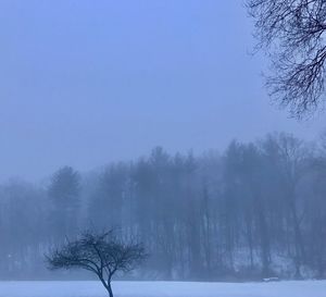 Bare trees on snow covered landscape against clear sky