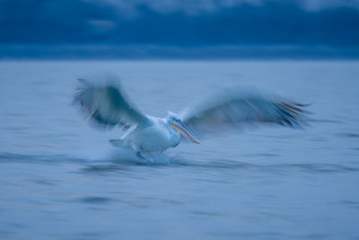 Close-up of bird flying over sea