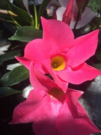 Close-up of pink flower blooming outdoors