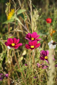 Close-up of pink cosmos flowers blooming on field