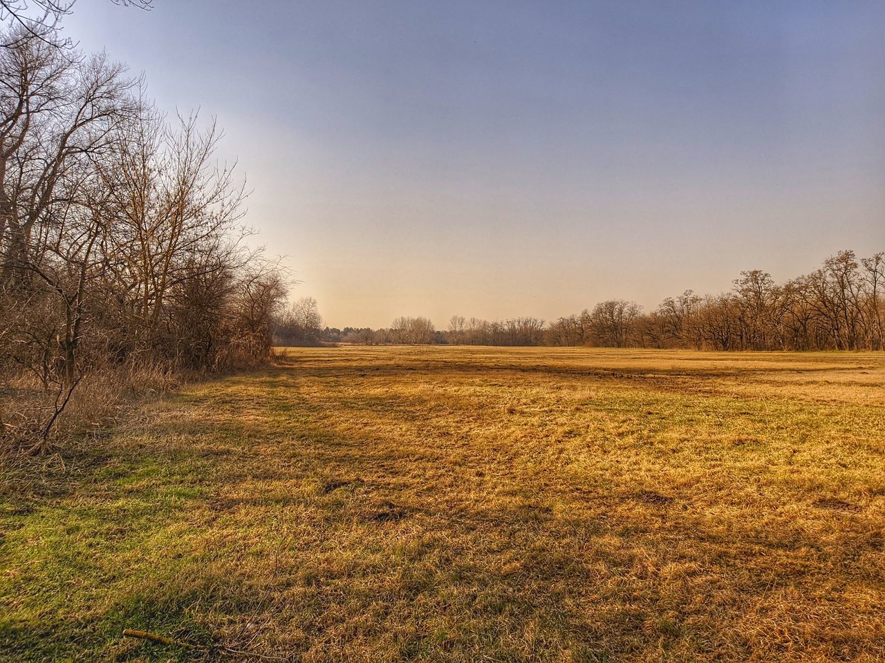 FIELD AGAINST CLEAR SKY