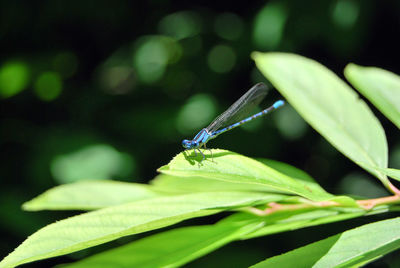 Close-up of insect on leaf