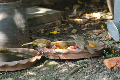 High angle view of fish on field