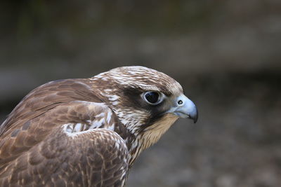 Close-up of hawk