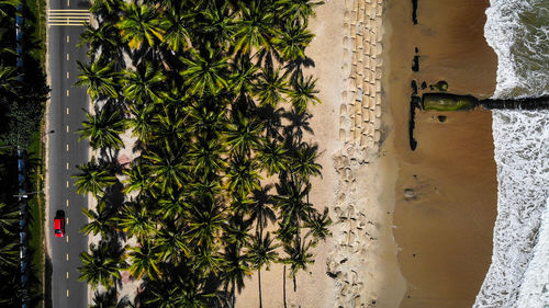 Directly above shot of palm trees at beach