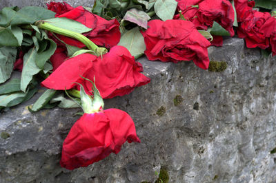 Close-up of red rose