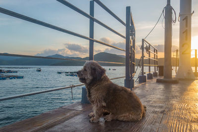 Dog sitting by sea against sky during sunset