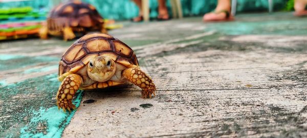 Close-up of a baby sulcata tortoise