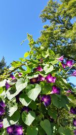 Low angle view of flowers growing on tree against sky