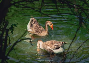 Ducks swimming in lake