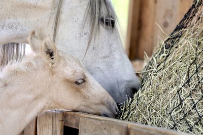 Close-up of a horse