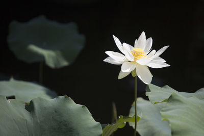 Close-up of white water lily