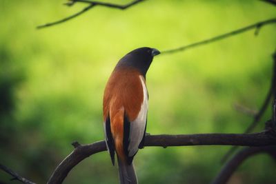 Close-up of bird perching on branch