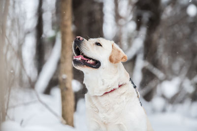 Close-up of a dog in snow