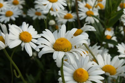 Close-up of daisy flowers