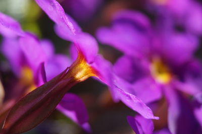 Close-up of purple orchid blooming outdoors