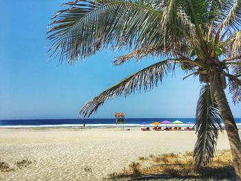 Palm tree on beach against blue sky