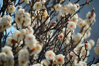 Close-up of cherry blossom