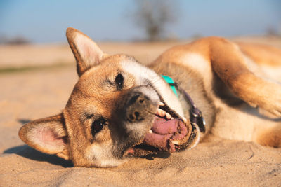 Close-up of a dog resting