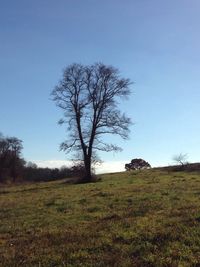 Tree on field against sky