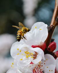 Close-up of bee pollinating on flower