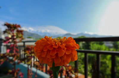 Close-up of red flowering plant against sky