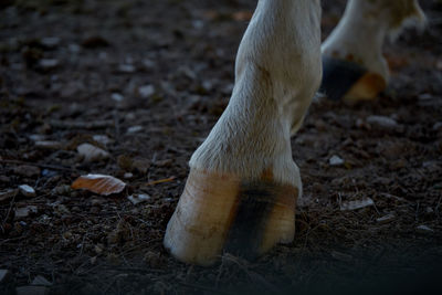 Close-up of dog drinking water on land