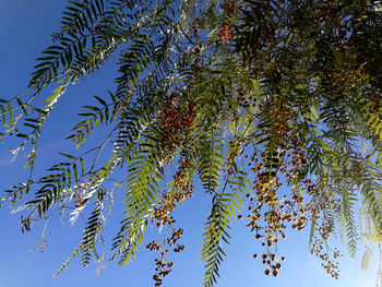 Low angle view of tree against clear blue sky