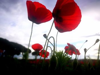 Close-up of red poppy flowers against sky