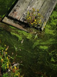 Plant growing on a tree