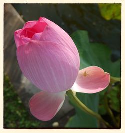 Close-up of pink flower blooming