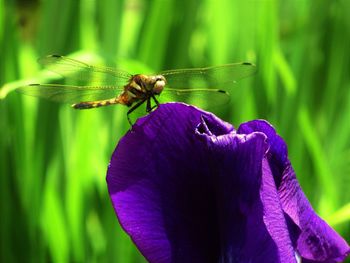 Close-up of insect pollinating on purple flower