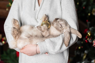 Cute lop-eared rabbit sleeps in the arms of a man near the christmas tree