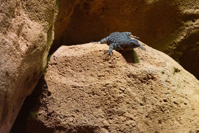 Close-up of lizard on rock