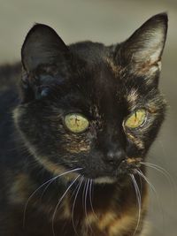 Close-up portrait of a cat