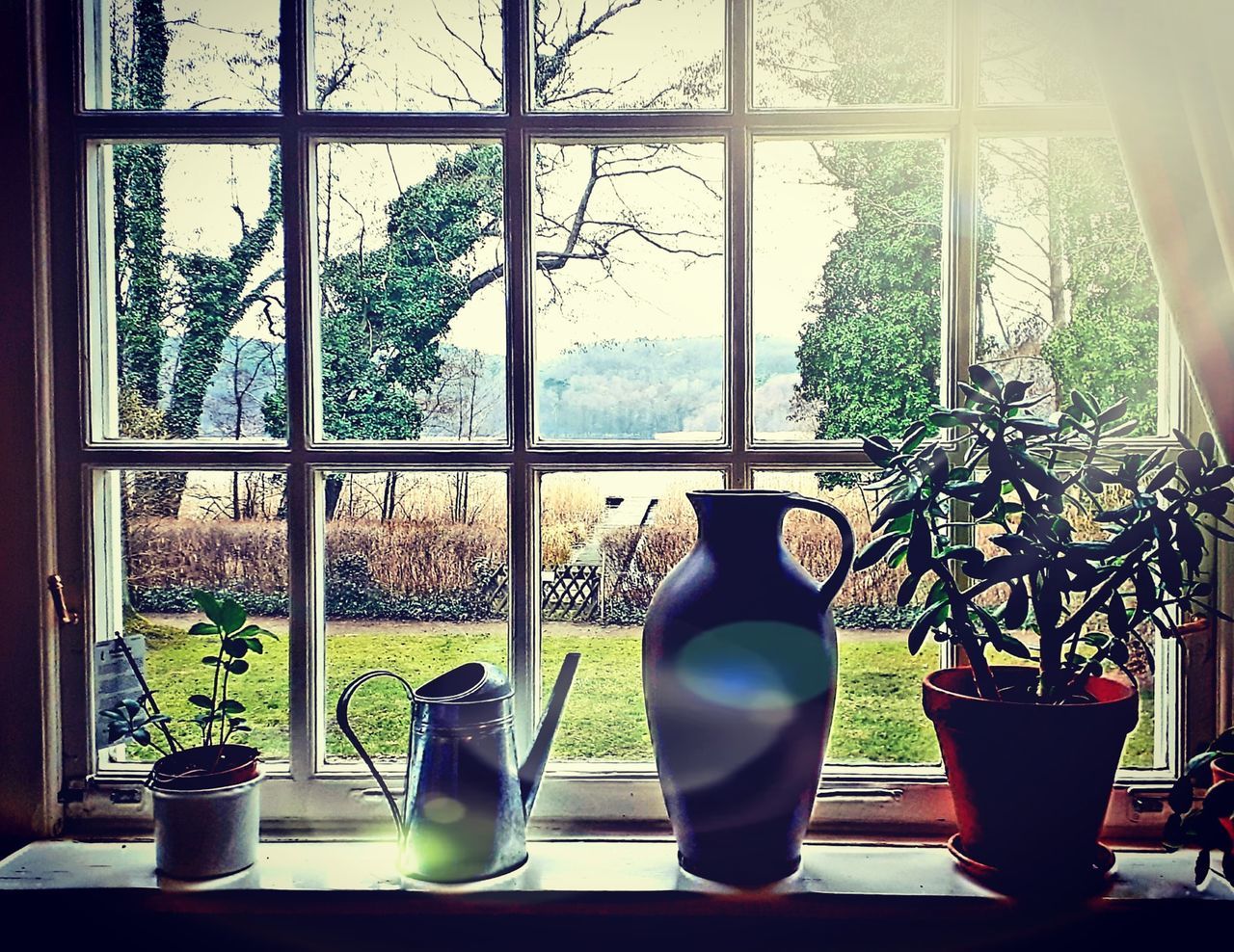 window, plant, transparent, potted plant, growth, glass - material, indoors, nature, day, table, no people, tree, container, window sill, still life, drink, sunlight, bottle, food and drink, glass, flower pot, houseplant