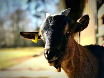 Close-up portrait of a goat 