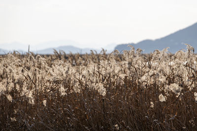 View of stalks in field against sky