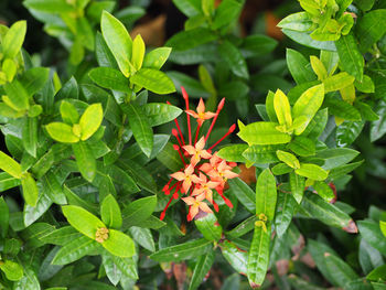 Close-up of butterfly on plant