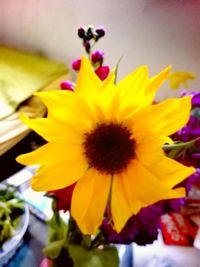 Close-up of yellow flowers blooming outdoors