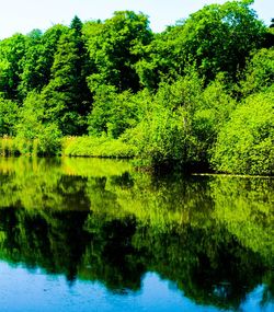 Reflection of trees in lake