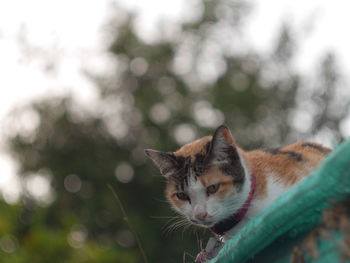 Close-up portrait of cat