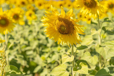 Close-up of yellow flowering plant on field