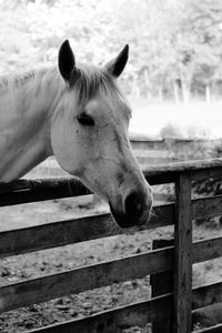 Close-up of horse in stable