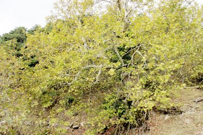 Plants growing on field