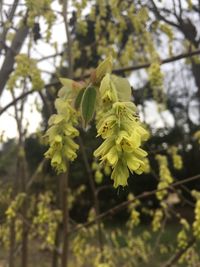 Close-up of yellow flowers